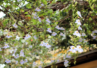 ベンガルヤハズカズラ