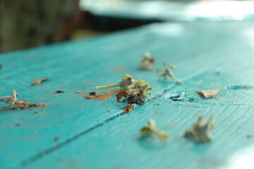 On a blue wooden table are small flowers macro photo for the background