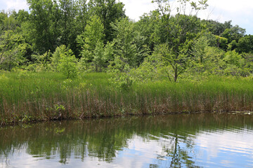 Fototapeta na wymiar lakeside lush trees reflection water blue sky