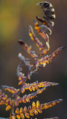 Fougère illuminée par le soleil couchant