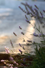 Lavender flowers in a garden, illuminated by warm sunlight. Selective focus.