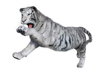 3D Rendering White Tiger on White