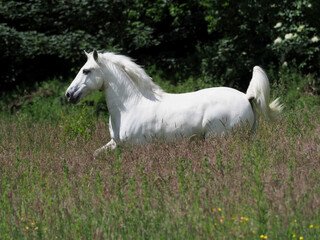 Obraz na płótnie Canvas Beautiful Grey Horse