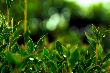 緑色のテクスチャー