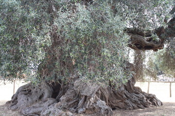 Secular olive grove in Sardinia, Italy (S'Ortu Mannu in Villamassargia)