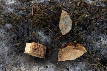 the pieces of the felled tree lying on the small branches and the remains of snow. Winter logging