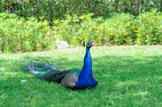 Blue peacock with bright colored tail in a green park