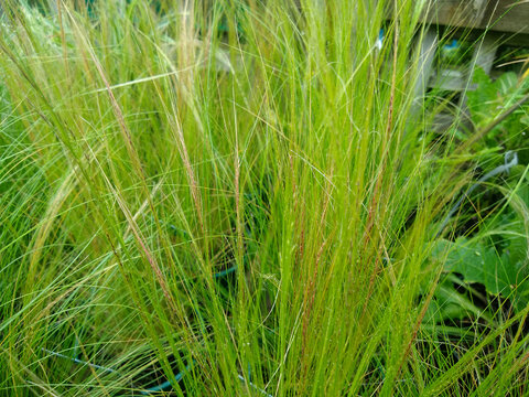 Stipa Tenuissima