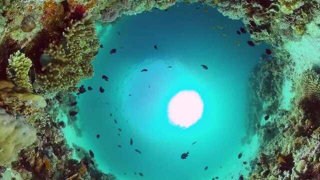 Coral garden seascape and underwater world. Colorful tropical coral reefs. Life coral reef. Panglao, Bohol, Philippines.