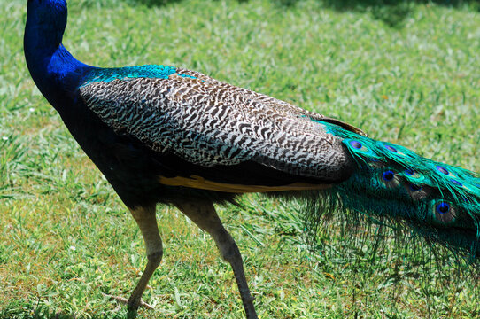 Blue peacock with bright colored tail in a green park