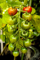 Tomaten, Strauchtomaten, Tomatenstrauch