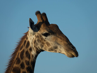 Obraz premium A giraffe against a clear blue sky in natural habitat, national park africa