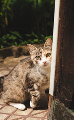 The cat looks out of the corner, afraid of the camera. Funny cat in the village.
