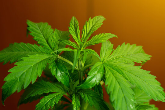Marijuana plant leaves photography. Medical recreational cannabis growing