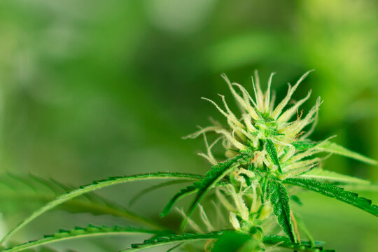 Marijuana flower bud macro close up. Copy space. Cannabis plant blossom. Recreational or medicine use of hemp.