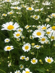 Obraz premium Beautiful view white daisies in the field