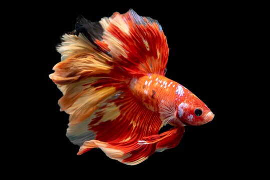 Rhythmic of Betta  siamese fighting fish betta splendens (Halfmoon  long tail fancy Koi Muiti color ),isolated on black background.