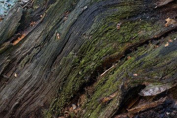 Background. Fragment of a fault in an old hollow on a birch tree close-up.