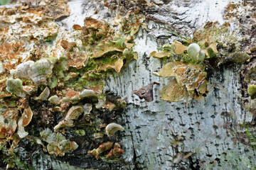 Background. Mushrooms on birch bark in the summer sun close-up.