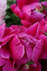 Beautiful scarlet peonies in the summer garden
