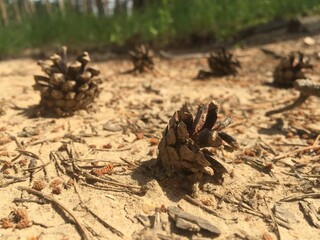 pine cones on the ground