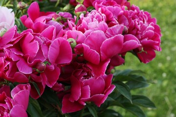 Beautiful scarlet peonies in the summer garden