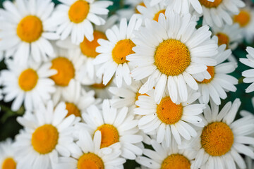 Obraz premium Beautiful chamomile flowers close-up. Close up background of fresh white chamomile daisy flowers 