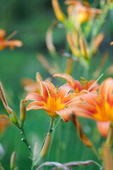 Orange lilies in the summer garden. Vibrant floral wallpaper. Vertical orientation. 