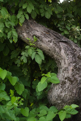 Old tree with green leaves. Natural wallpaper. 