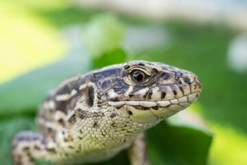 lizard on the grass..