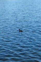 Fototapeta premium Ente auf See