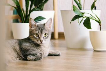 A beautiful adult gray cat lies on the floor in an apartment against a background of green indoor flowers. Interior of a modern scandinavian style apartment