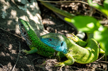 Naklejka na ściany i meble Green lizard detail in the sun bathing