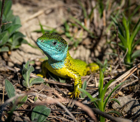 Green lizard detail in the sun bathing