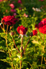 Colourful flowers at the park in Ankara.
