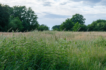 Fototapeta premium Blumenwiese 