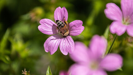 Biene best&auml;ubt eine Blume