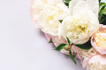 Stunning White and Pink Peonies on Blue Background Summer Flower Background Background Card for Mothers Day or Others Holidays Copy Space
