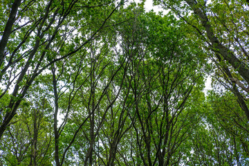 Obraz premium Bäume