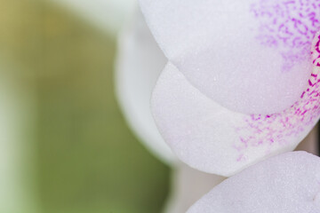 Beautiful pink and white spotted Orchid closeup
