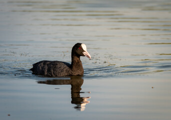 Łyska © Sporywildlife