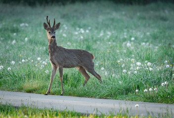 Kozioł © Sporywildlife