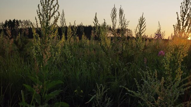 Panning of a forest clearing with tall blooming plants of Lychnitis mullein (Verbascum lychnitis)  among green grass in the back lighting of the rising sun.