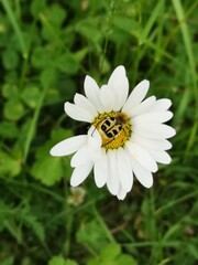 Obraz premium bee on flower
