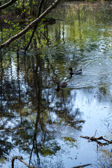 Natur Wald See