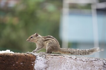 squirrel on the  wall 