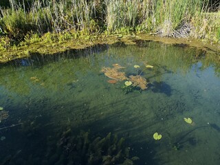 lake in the forest
