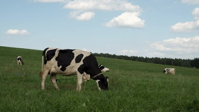 Cow on pasture meadow grass landscape.