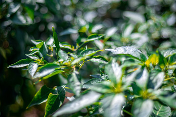 Green chillies in a garden chilly plant