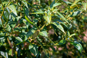 Green chillies in a garden chilly plant